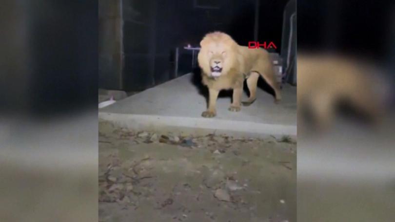 Turkish Theme Park Lion Escapes and Nearly Attacks Farmer, Similar Incident in Pakistan