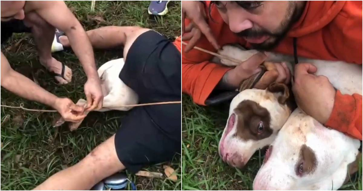 Brazilian Muay Thai Coach Battles Two Pit Bulls for Survival in Shocking Street Attack