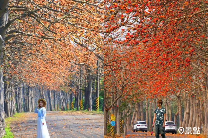 The longest 5-kilometer cotton tree flower avenue in Taiwan! Latest updates on the 600 vibrant flowers and stunning photo spots revealed!