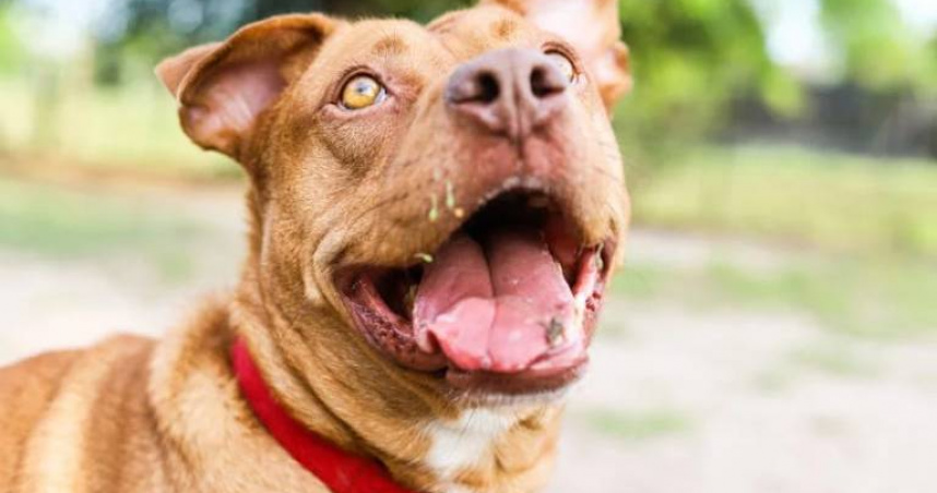 比特犬再度襲擊！花蓮8歲男童傷重縫合16針，鄰居貓咪也曾遭咬斃