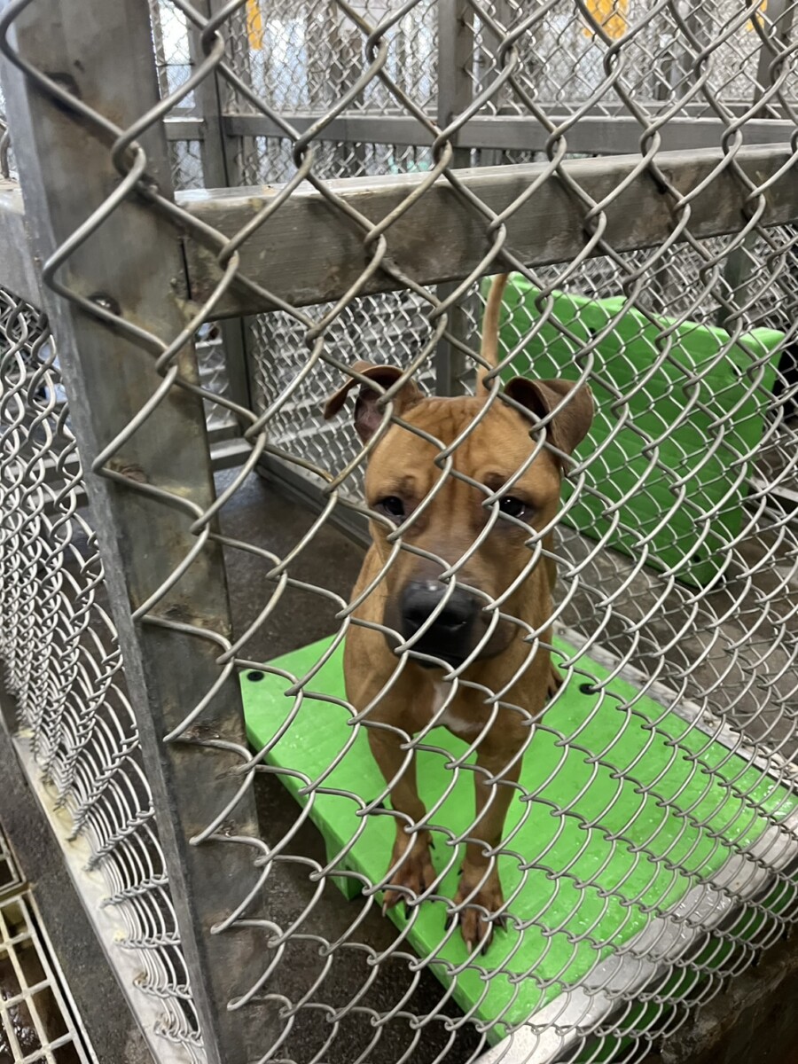 比特犬未按規定管理將依法罰款並沒收犬隻