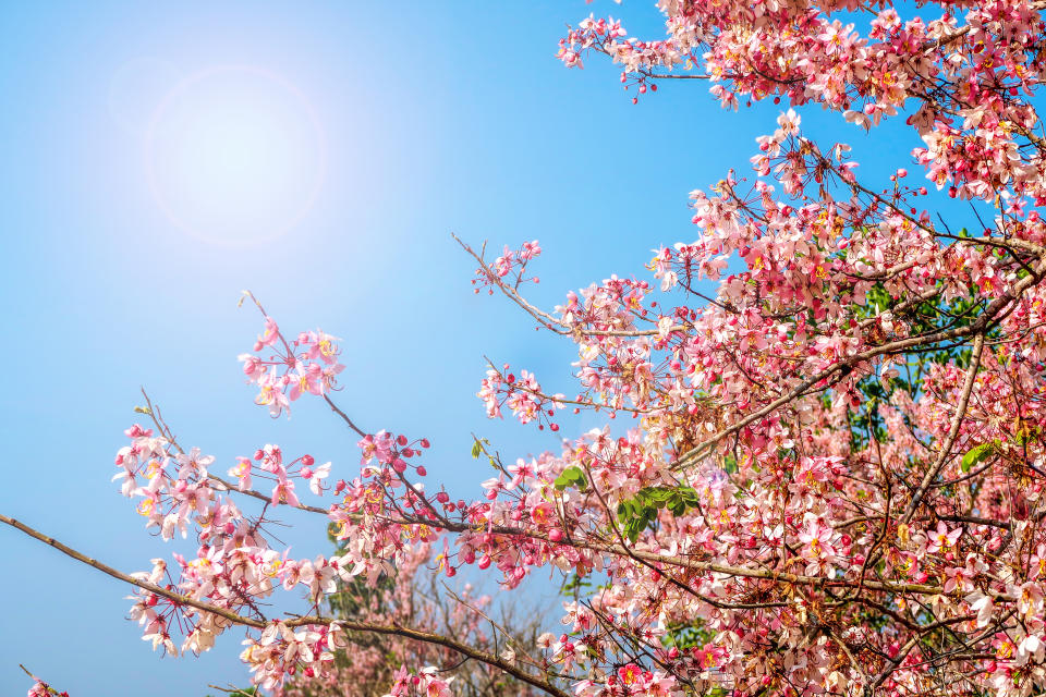 花旗木觀賞指南：全台TOP 10必訪景點、賞花小知識與交通資訊一次掌握！