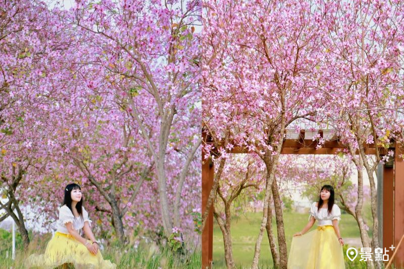 「驚艷！1000棵羊蹄甲花海打造的粉紅夢幻步道免費拍照景點」