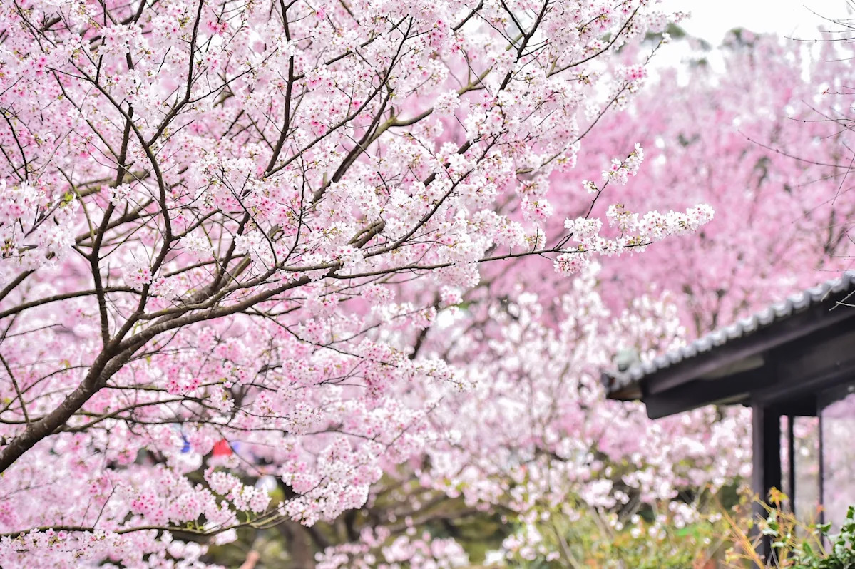 三生步道賞櫻花，順遊後厝漁港、芝蘭公園海上平台，與富基漁港品嚐當季新鮮海鮮！