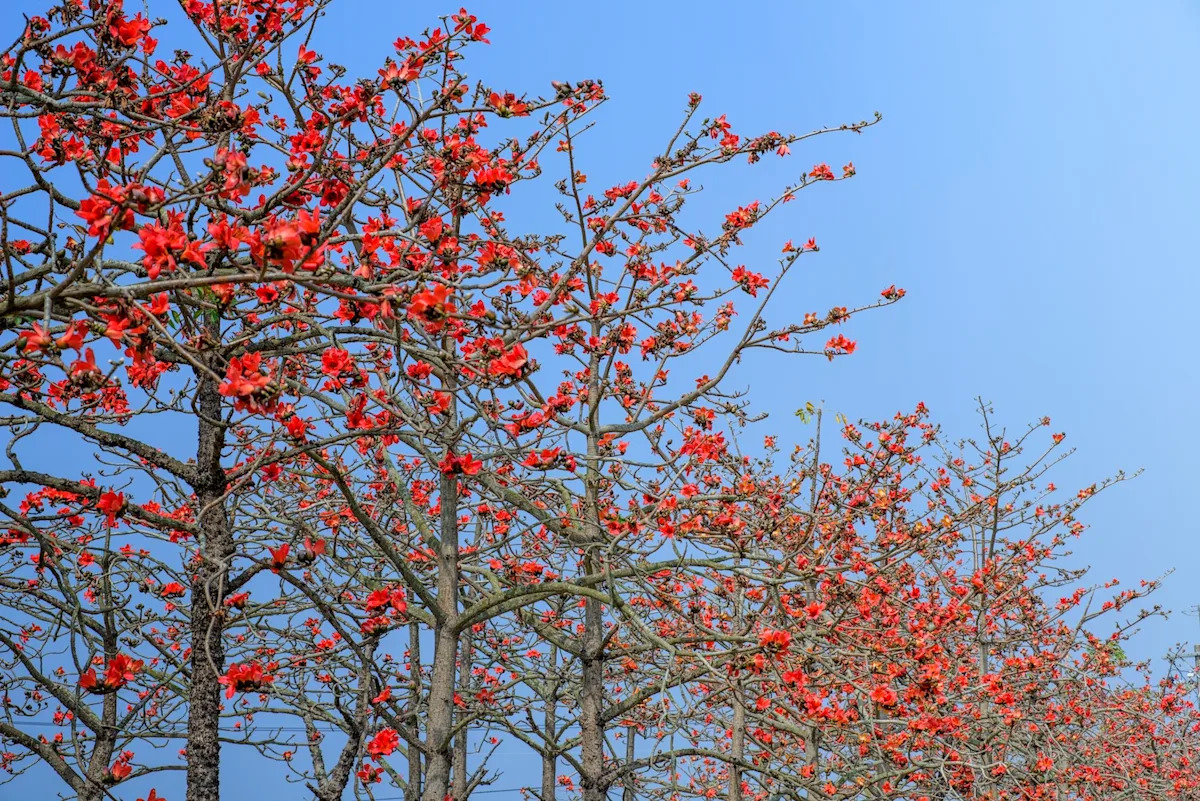 2025年3月出遊推薦：宜蘭綠博、南港Lalaport、竹子湖海芋季、紫藤花、木棉花、黃花風鈴木…全方位行程一次了解！|【玩樂行事曆】